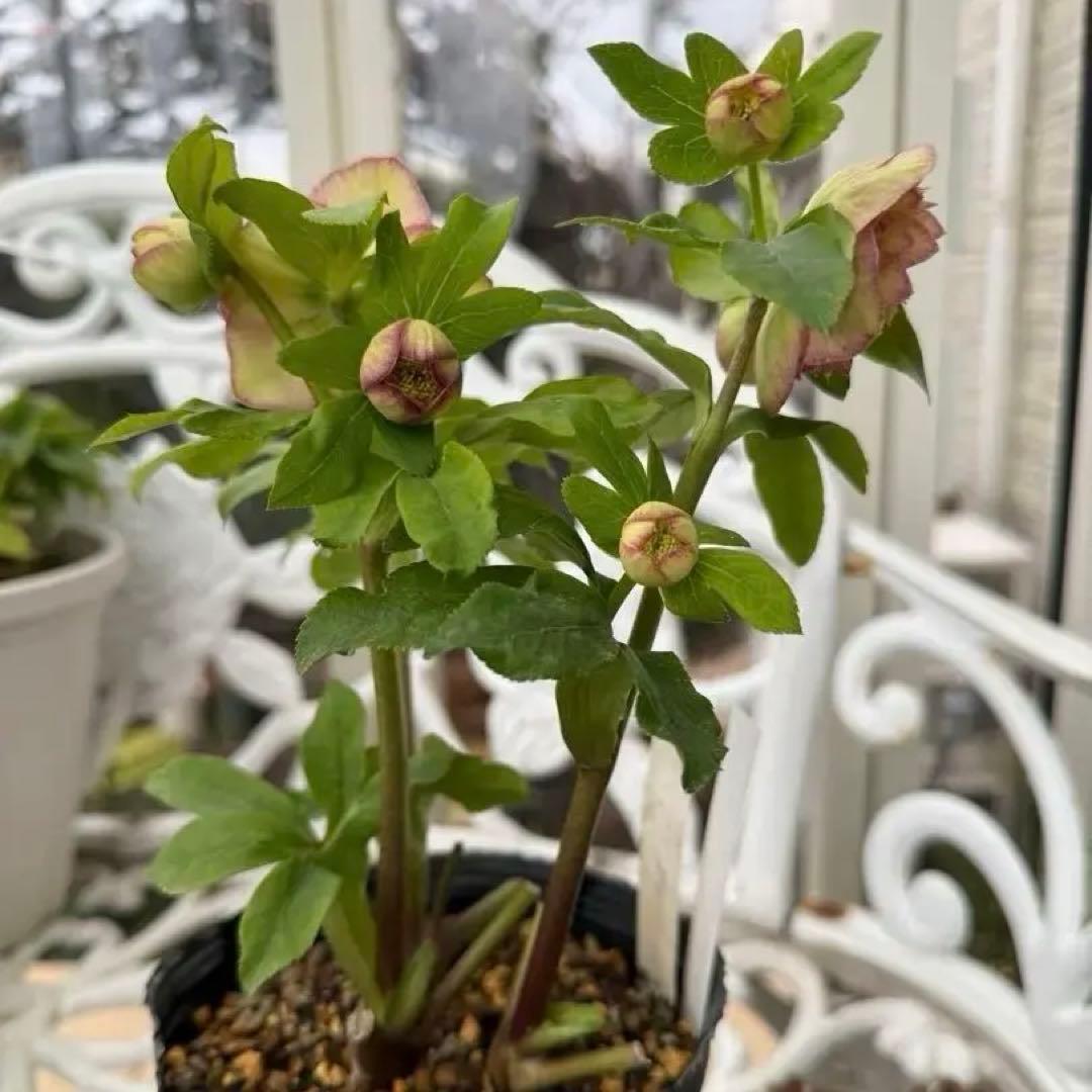 認定アフロディーテ　加藤農園様　充実株✨クリスマスローズ苗