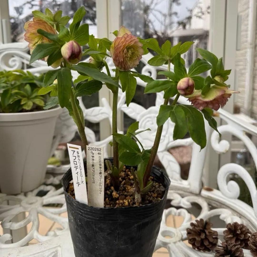 認定アフロディーテ　加藤農園様　充実株✨クリスマスローズ苗
