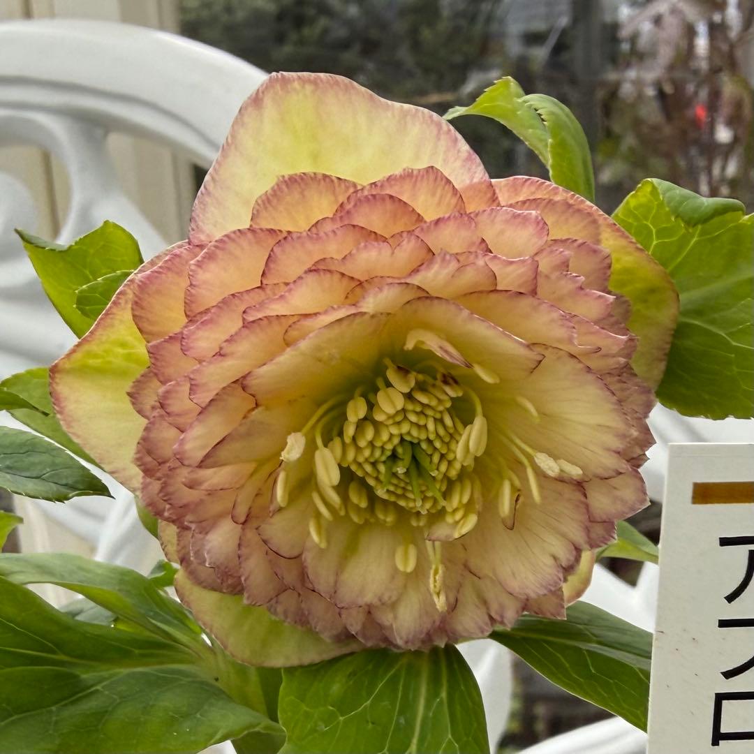 認定アフロディーテ　加藤農園様　充実株✨クリスマスローズ苗