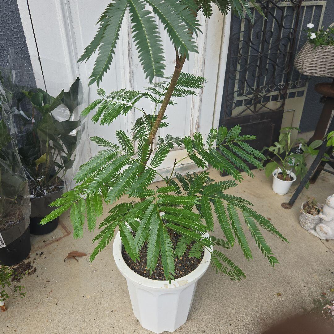 ④　エバーフレッシュ曲がり仕立て　10号　特大苗木最高等級極上品‼️