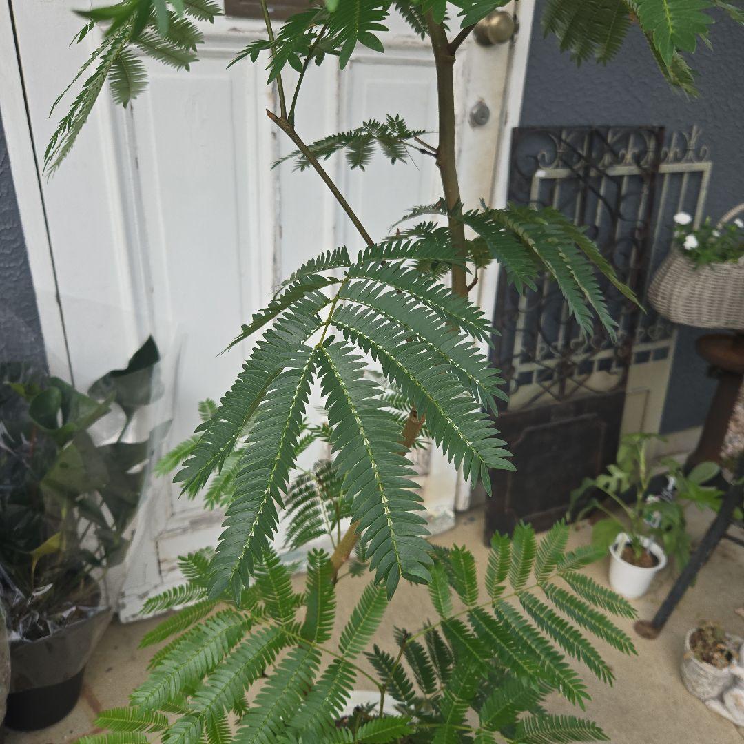 ④　エバーフレッシュ曲がり仕立て　10号　特大苗木最高等級極上品‼️