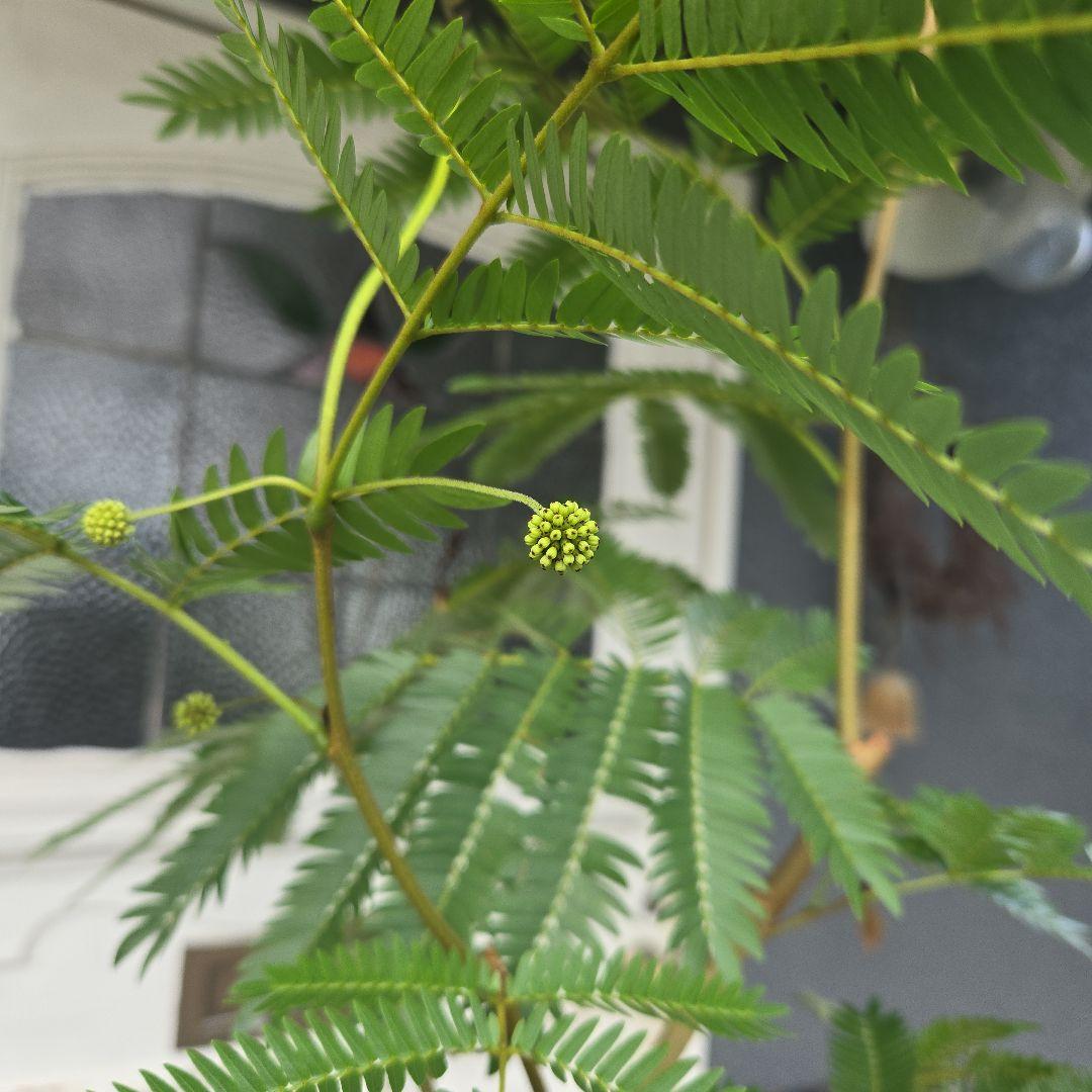 ④　エバーフレッシュ曲がり仕立て　10号　特大苗木最高等級極上品‼️