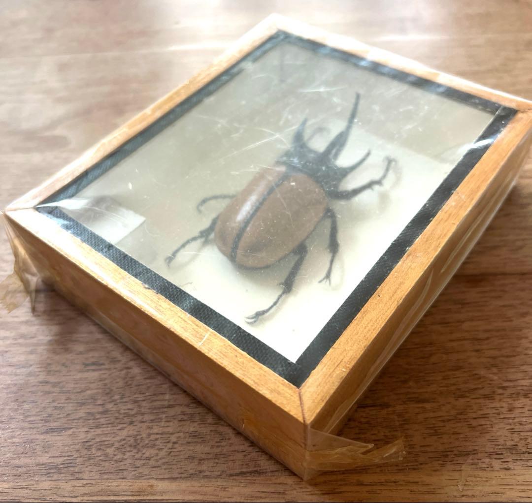 Eupatorus Graulomiris ゴホンツノカブトムシ　標本