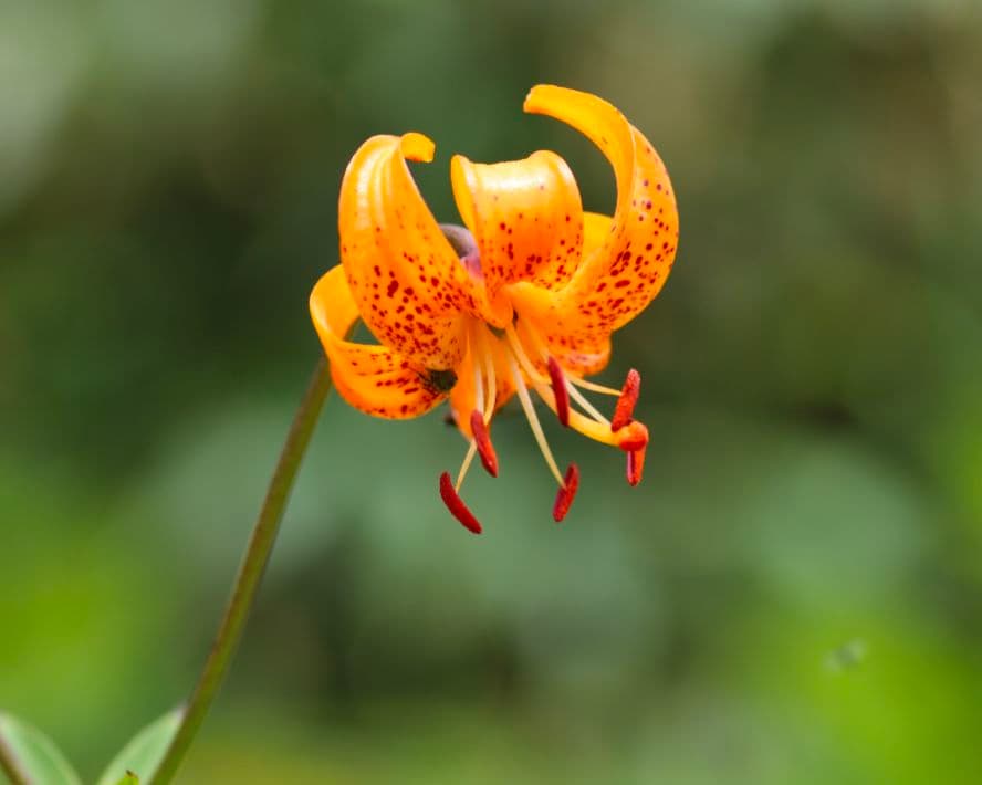 タムロン SP AF 90mm F/2.8 Di MACRO キヤノン用 ☆