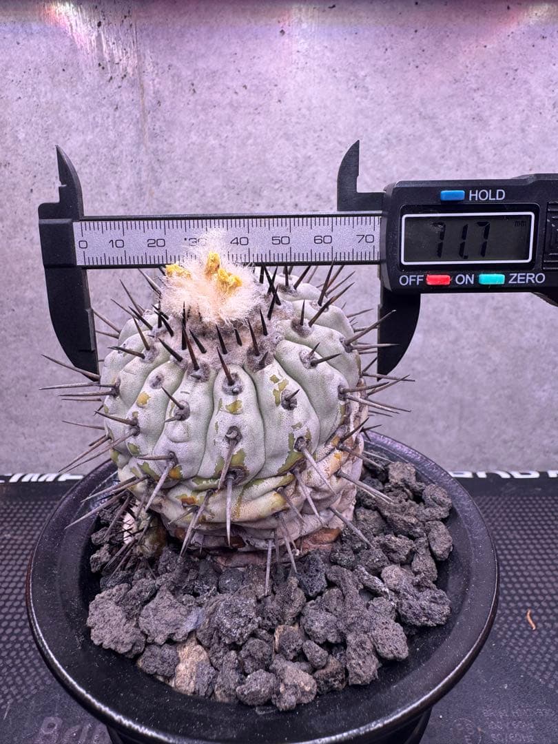 コピアポア・シネレア 黒王丸 自根株 鉢ごと発送