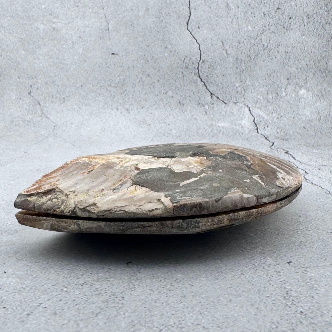 G-137天然アンモナイト 化石 左右対称ペアスライス 台座付き 鑑賞標本