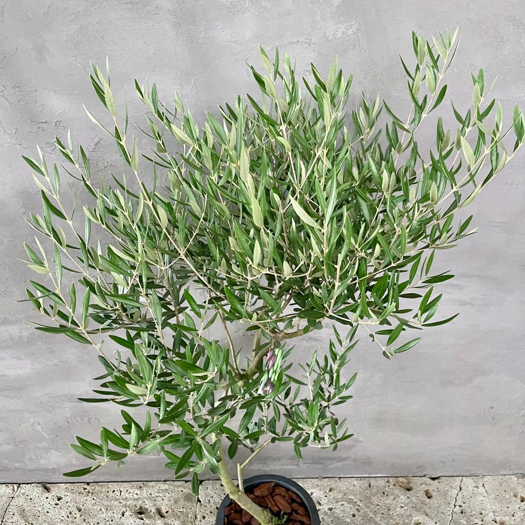 はなはな　最高級樹形　幹極太　Souju オリーブ　【ピクアル】 10号