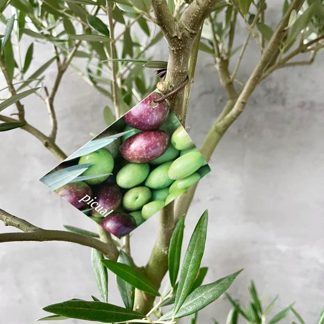 はなはな　最高級樹形　幹極太　Souju オリーブ　【ピクアル】 10号