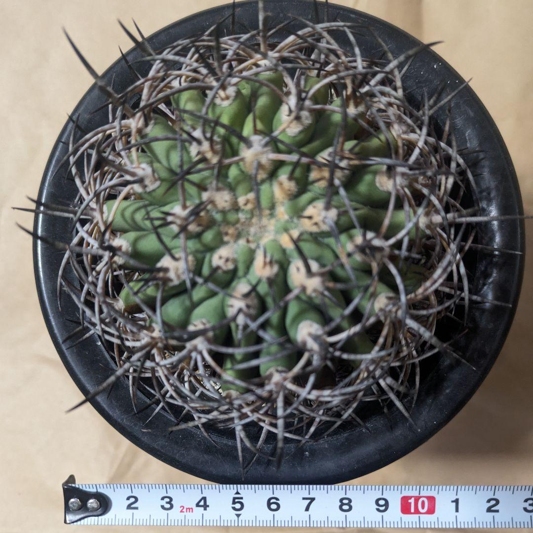 エリオシケ アウラータ 五百津玉 台付