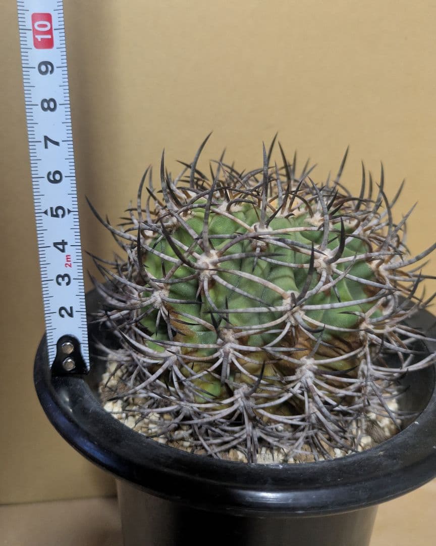 エリオシケ アウラータ 五百津玉 台付