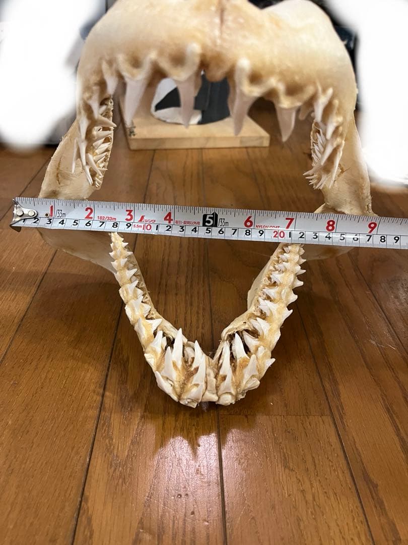 アオザメ　標本