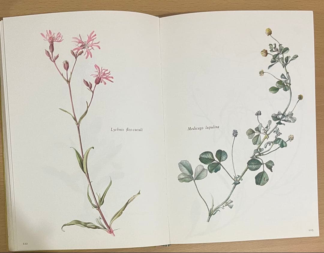 NO.248 古書 洋書 絵本 ドイツ植物図鑑　ボタニカルアート 野花