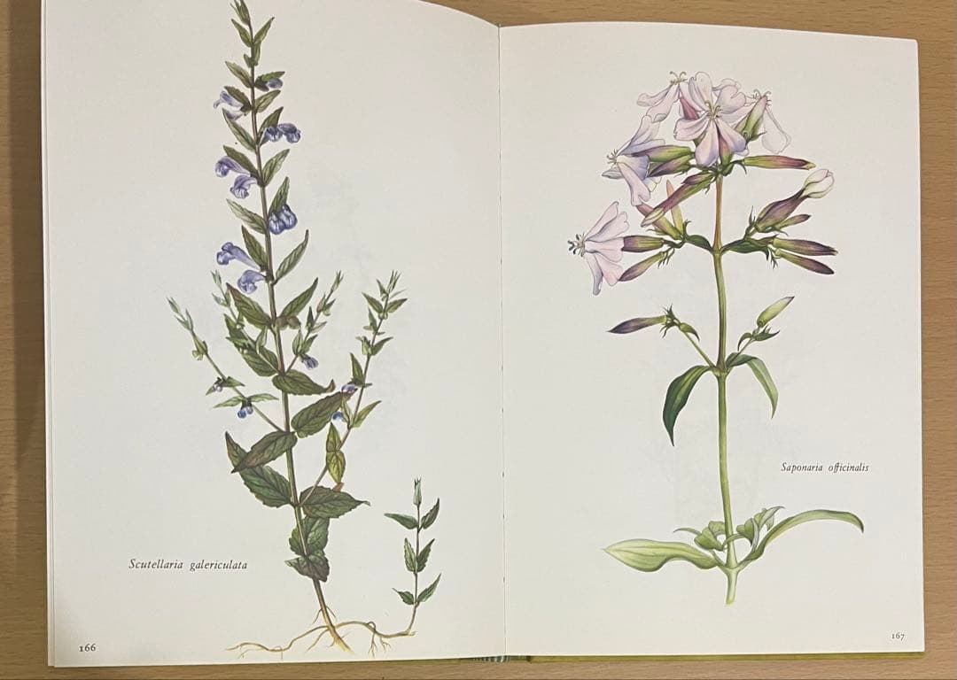 NO.248 古書 洋書 絵本 ドイツ植物図鑑　ボタニカルアート 野花