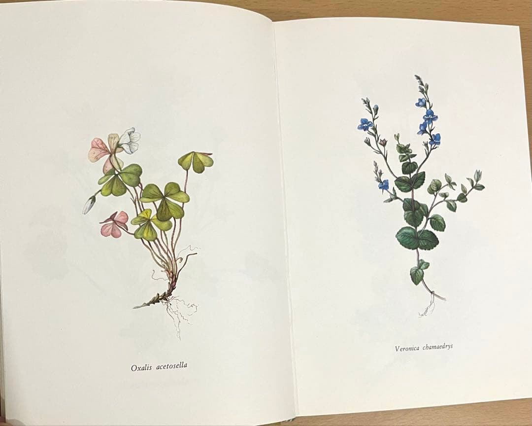 NO.248 古書 洋書 絵本 ドイツ植物図鑑　ボタニカルアート 野花