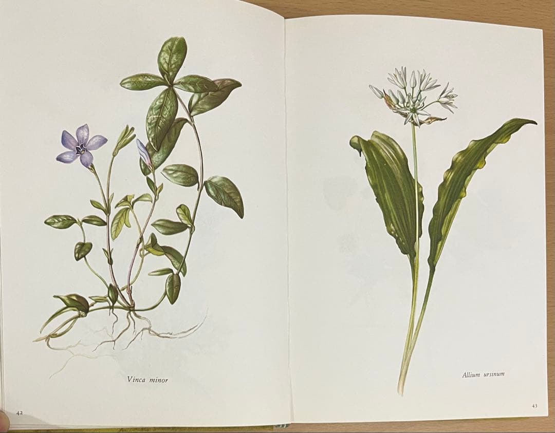 NO.248 古書 洋書 絵本 ドイツ植物図鑑　ボタニカルアート 野花