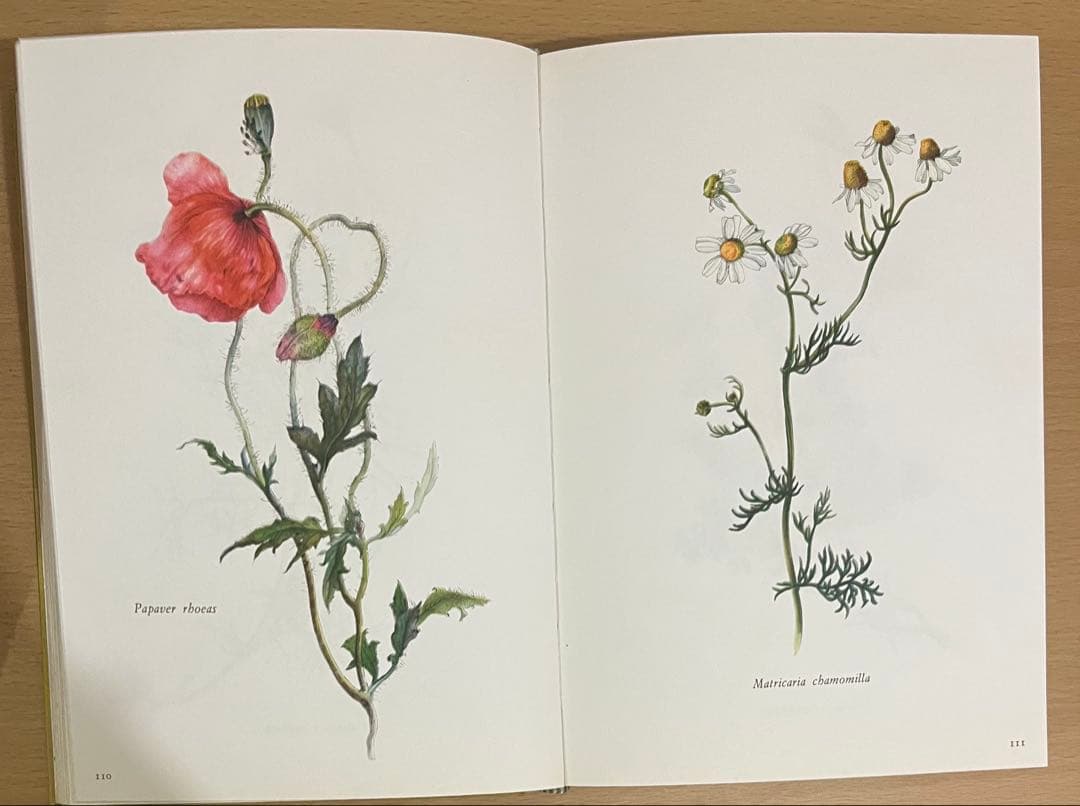 NO.248 古書 洋書 絵本 ドイツ植物図鑑　ボタニカルアート 野花