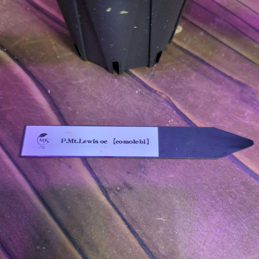 【1株限定出品】P.Mt.Lewis oc/ビカクシダ