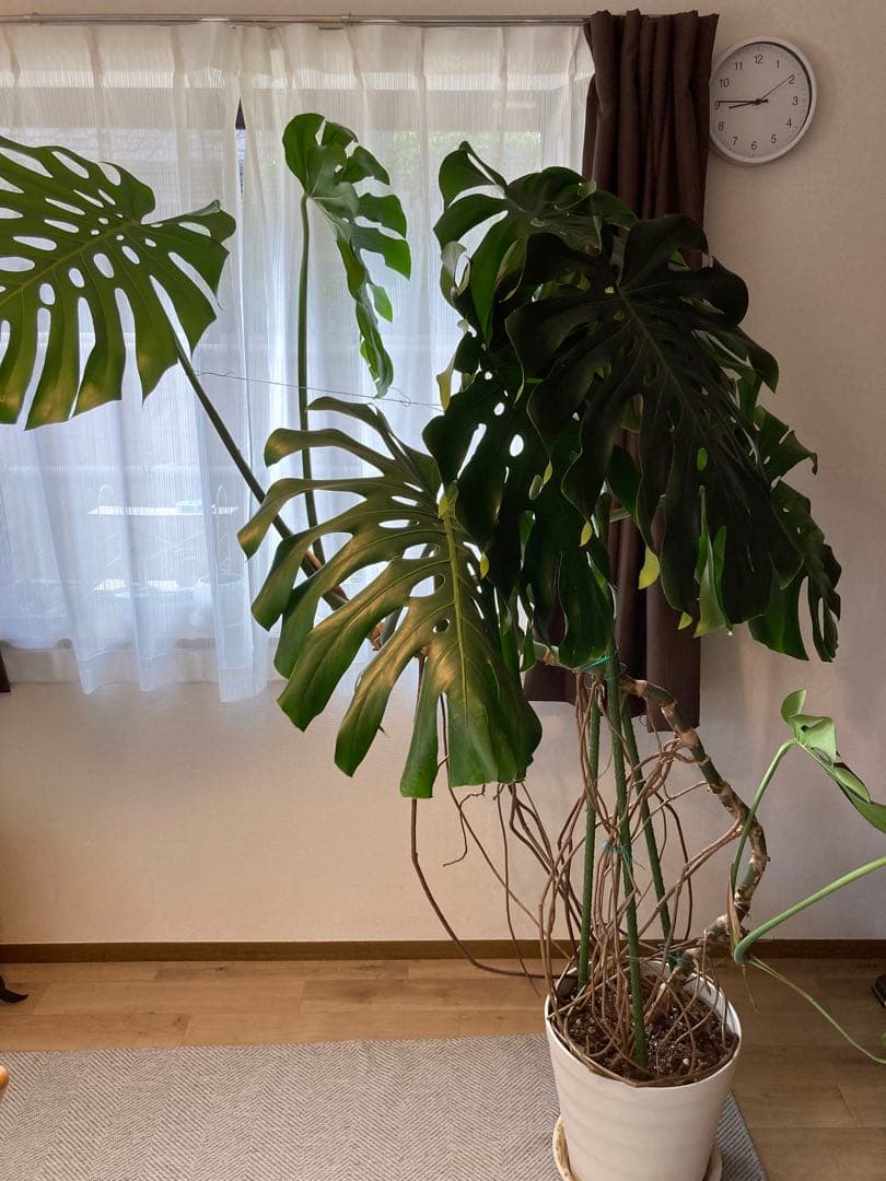 フェニックス　レア物　巨大❗️モンステラ　デリシオーサ　根上り❗