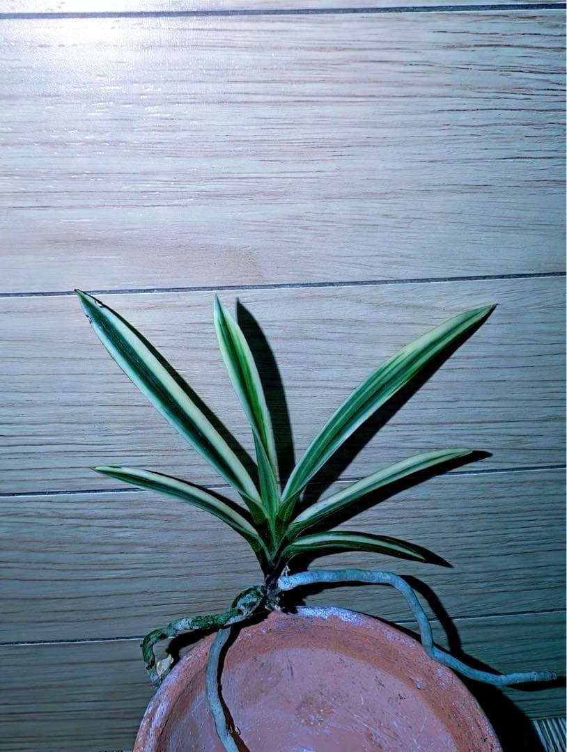 富貴蘭「大観」