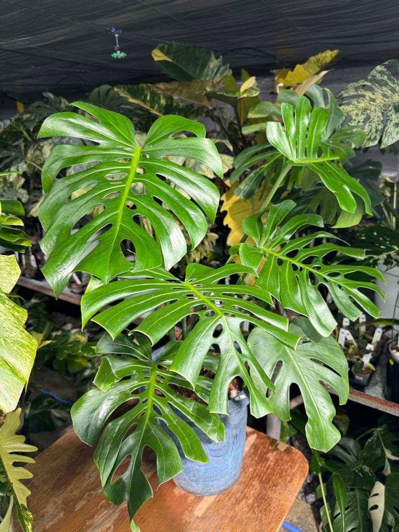 2モンステラ　デリシオーサ　チェンマイ　Chiang Maiフォーム　送料込み