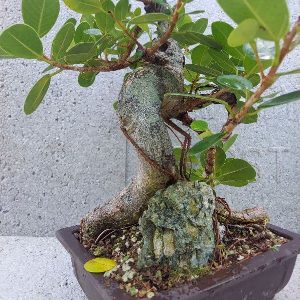 亜熱帯の樹木　パンダガジュマル　③