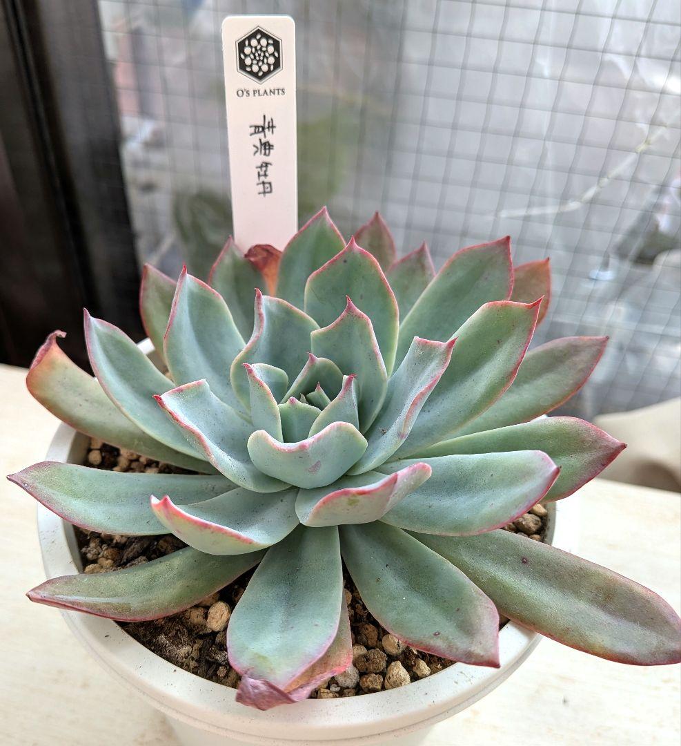 【札付き】青典牡丹　オーズプランツさん