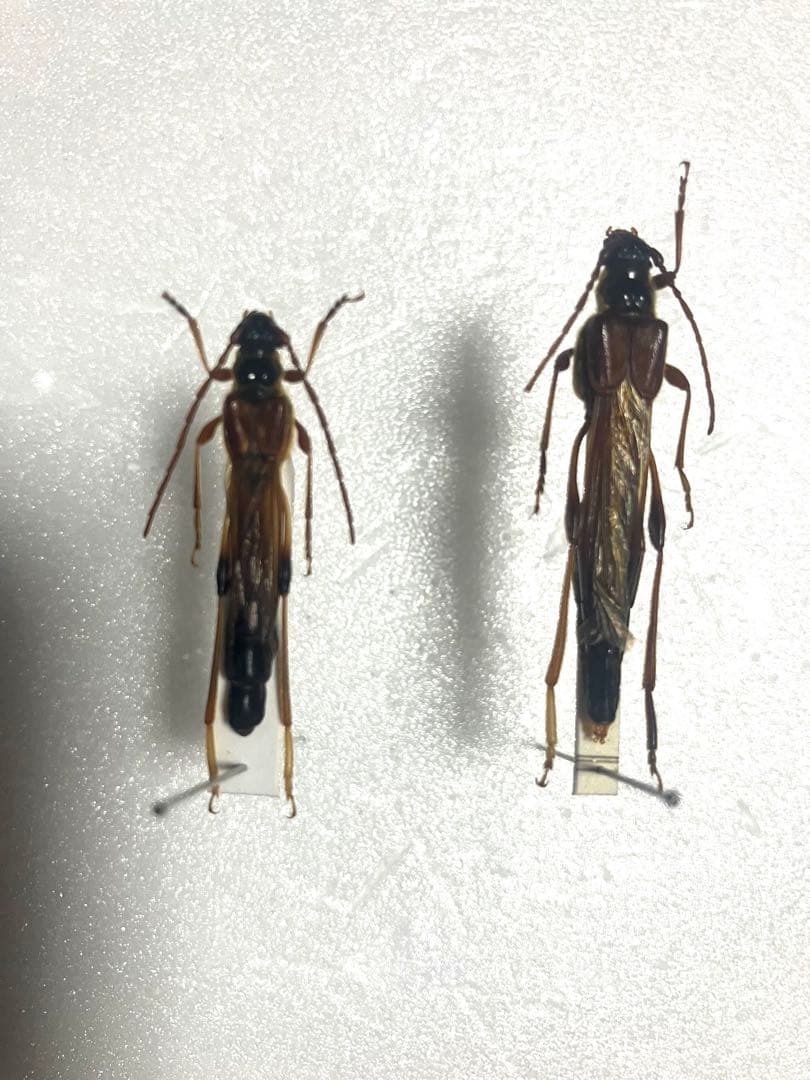 m*g様 アイヌホソコバネカミキリ　不完全品