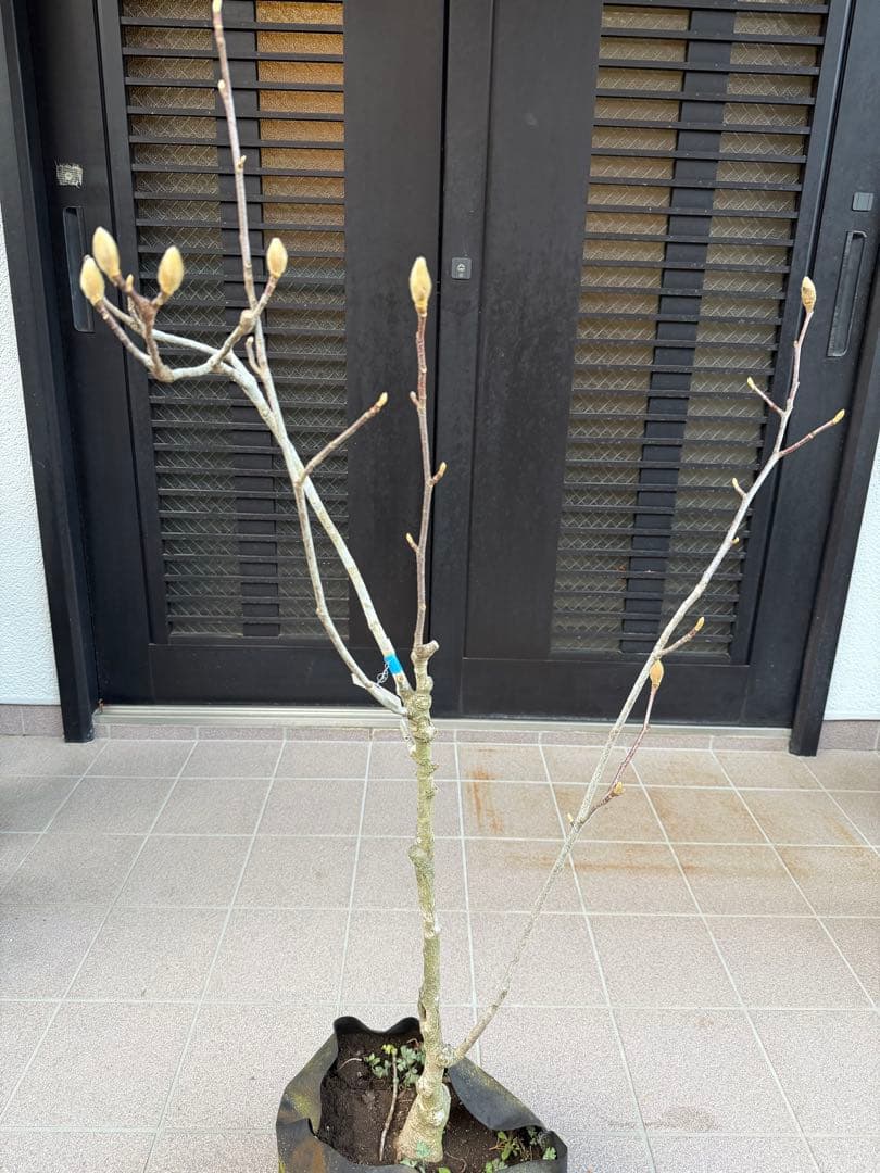 のこのこ　白木蓮 苗木　特大株華やかな芳香