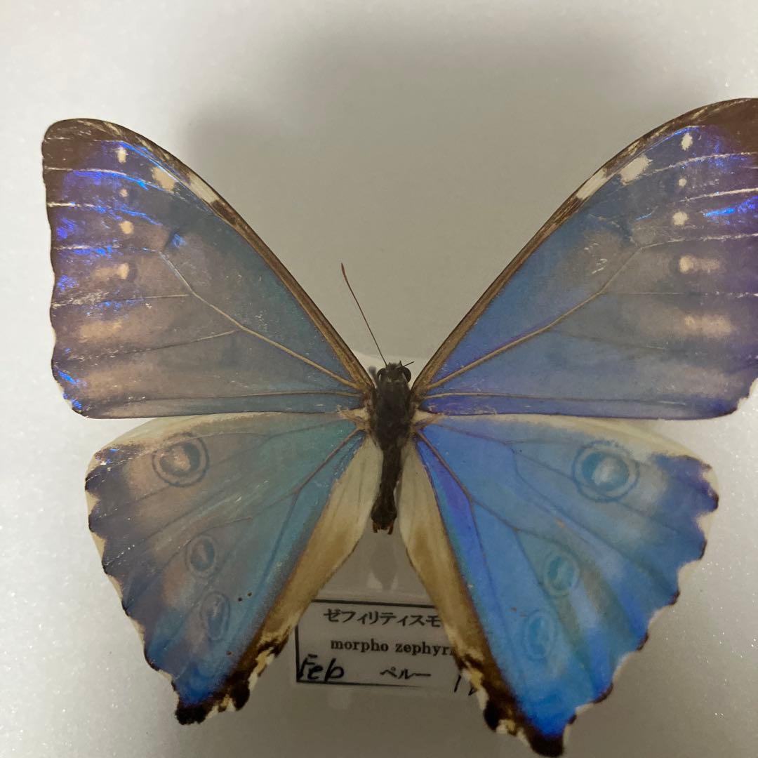 モルフォドイツ箱