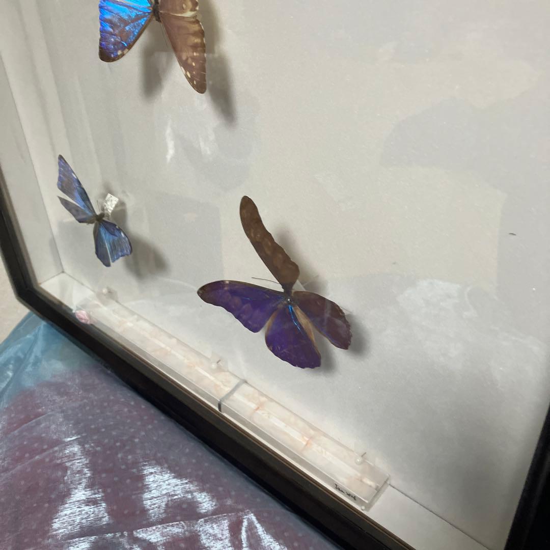 モルフォドイツ箱