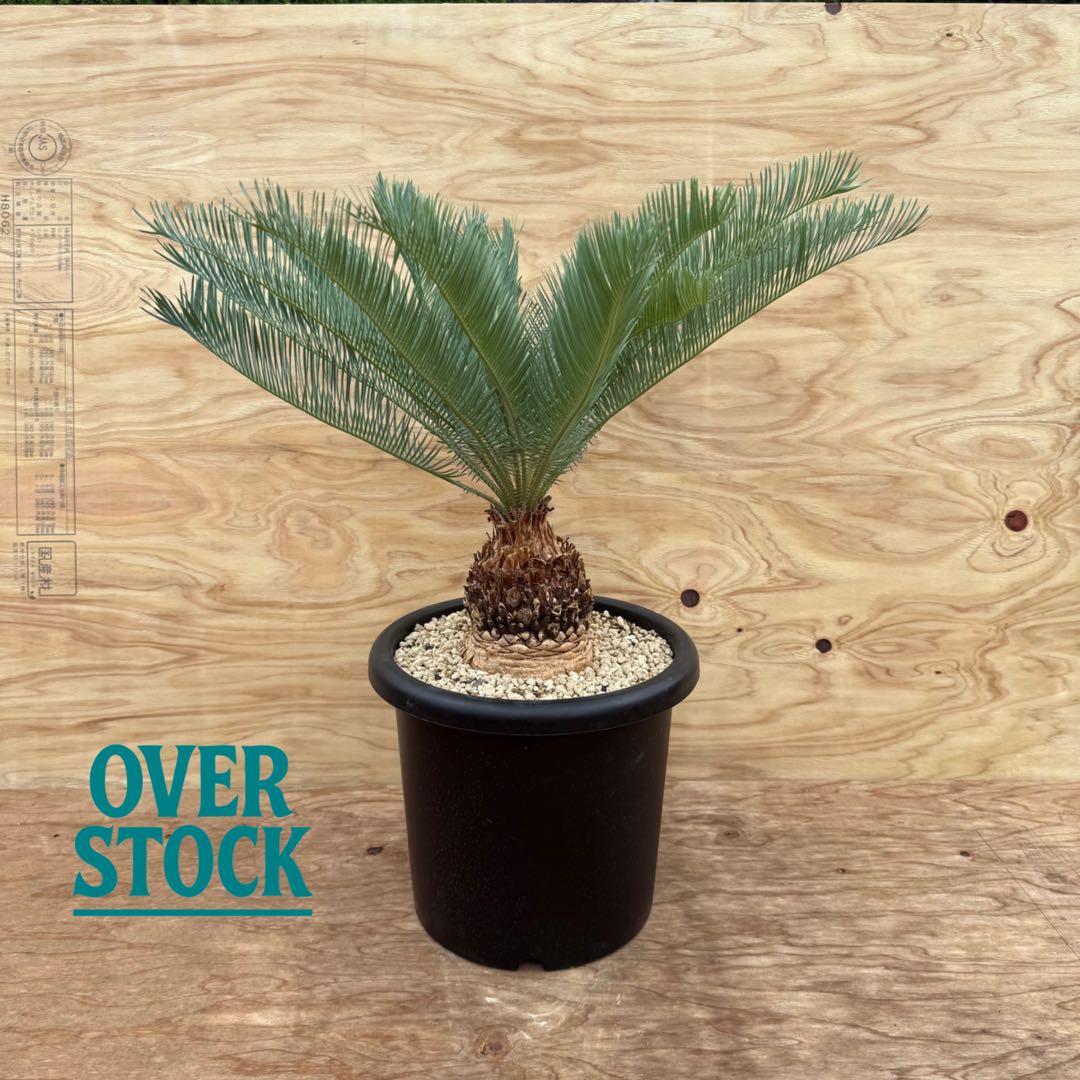 arichan50さん　専用