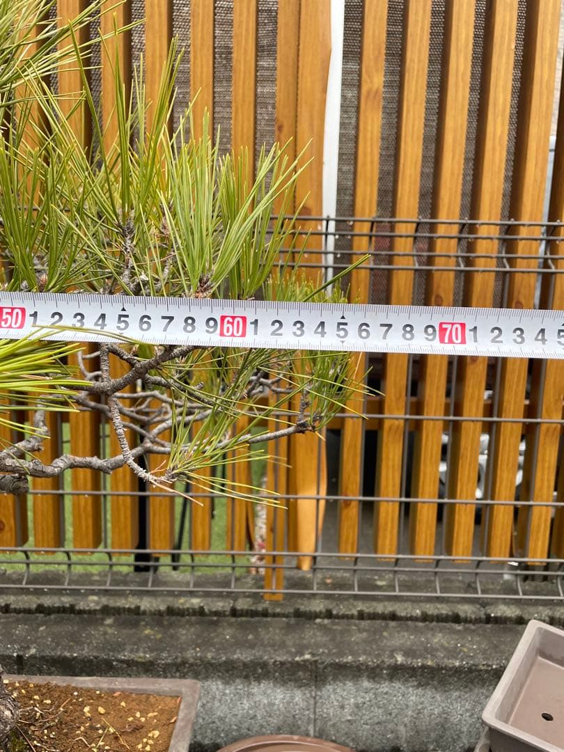 大品赤松盆栽　五葉松/黒松/真柏