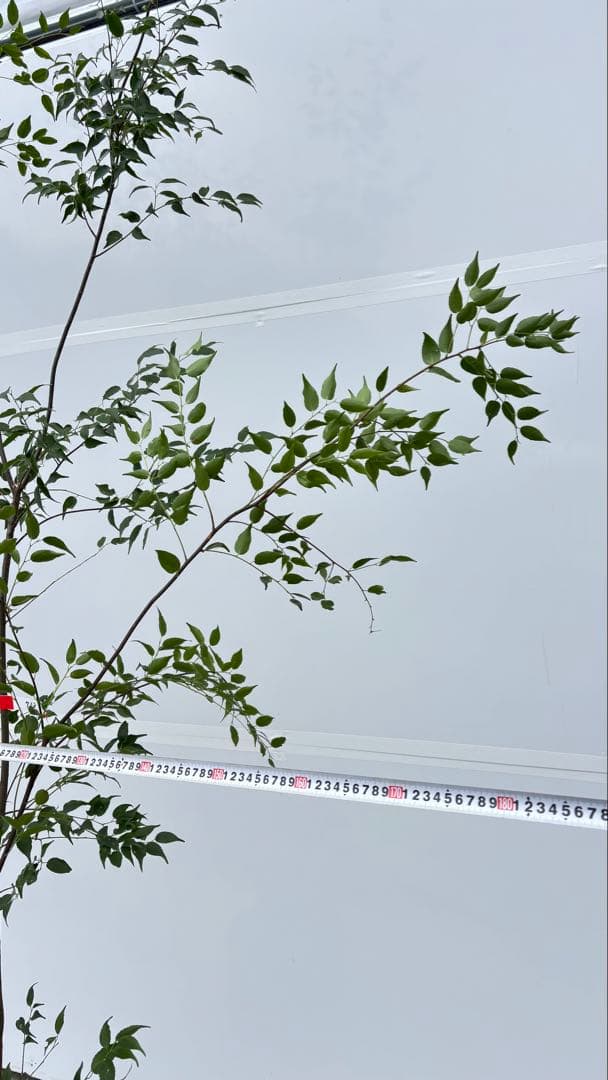 超特大サイズ 細く美しく繊細な樹形 ハイノキ 株立 713 樹高2.4m位