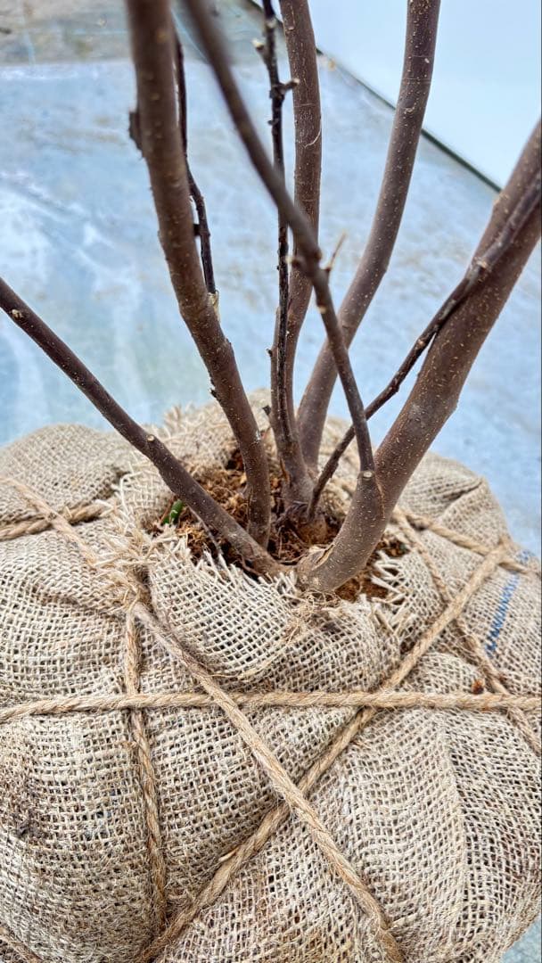 超特大サイズ 細く美しく繊細な樹形 ハイノキ 株立 713 樹高2.4m位