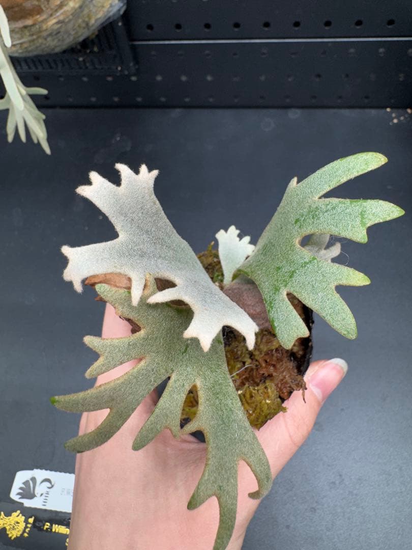 【平凡之鹿】YMDS Totoro HHRナーセリータグ付け #114