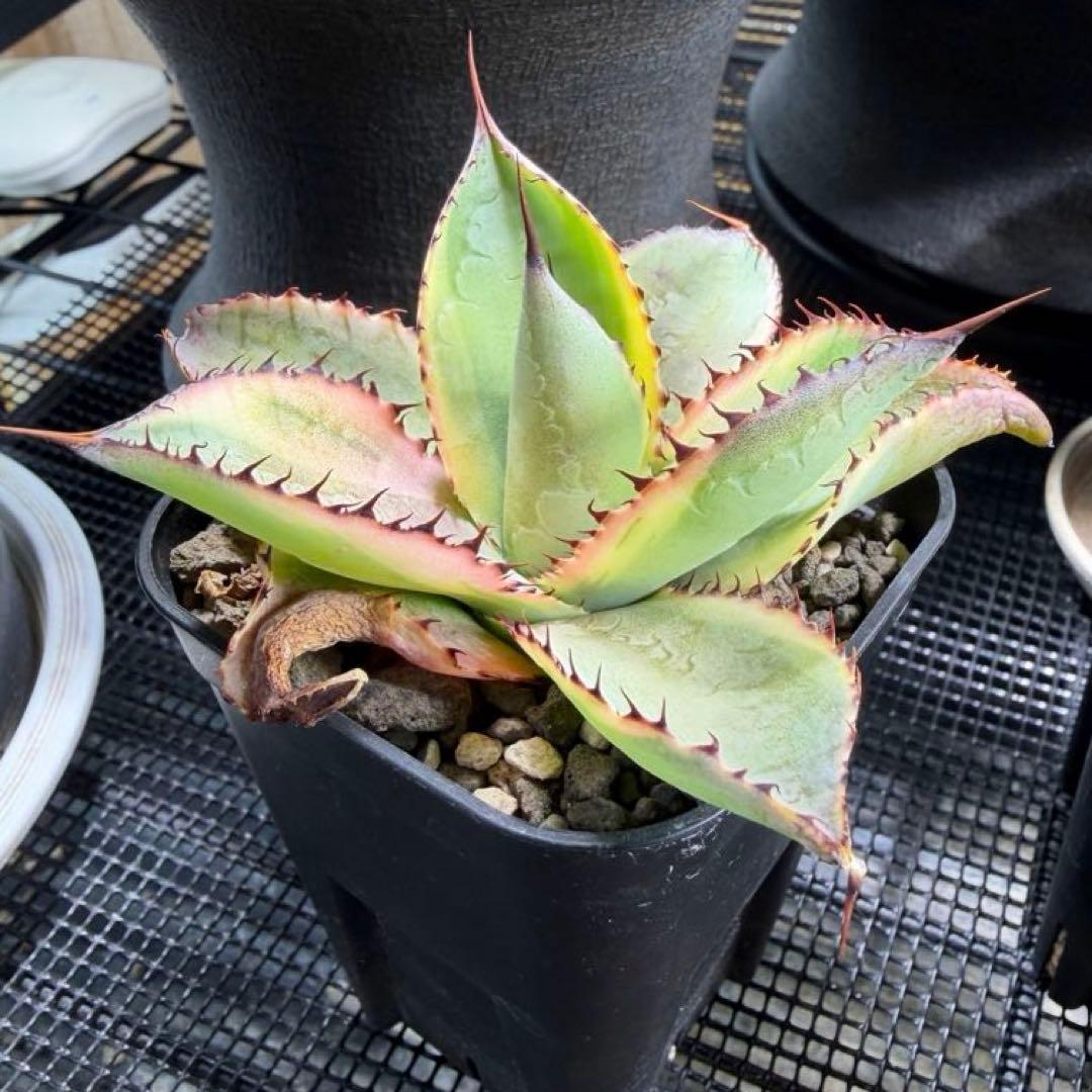 アガベ ハイブリッドボビコルヌータ × ピグマエア 'Illusion' 斑入り