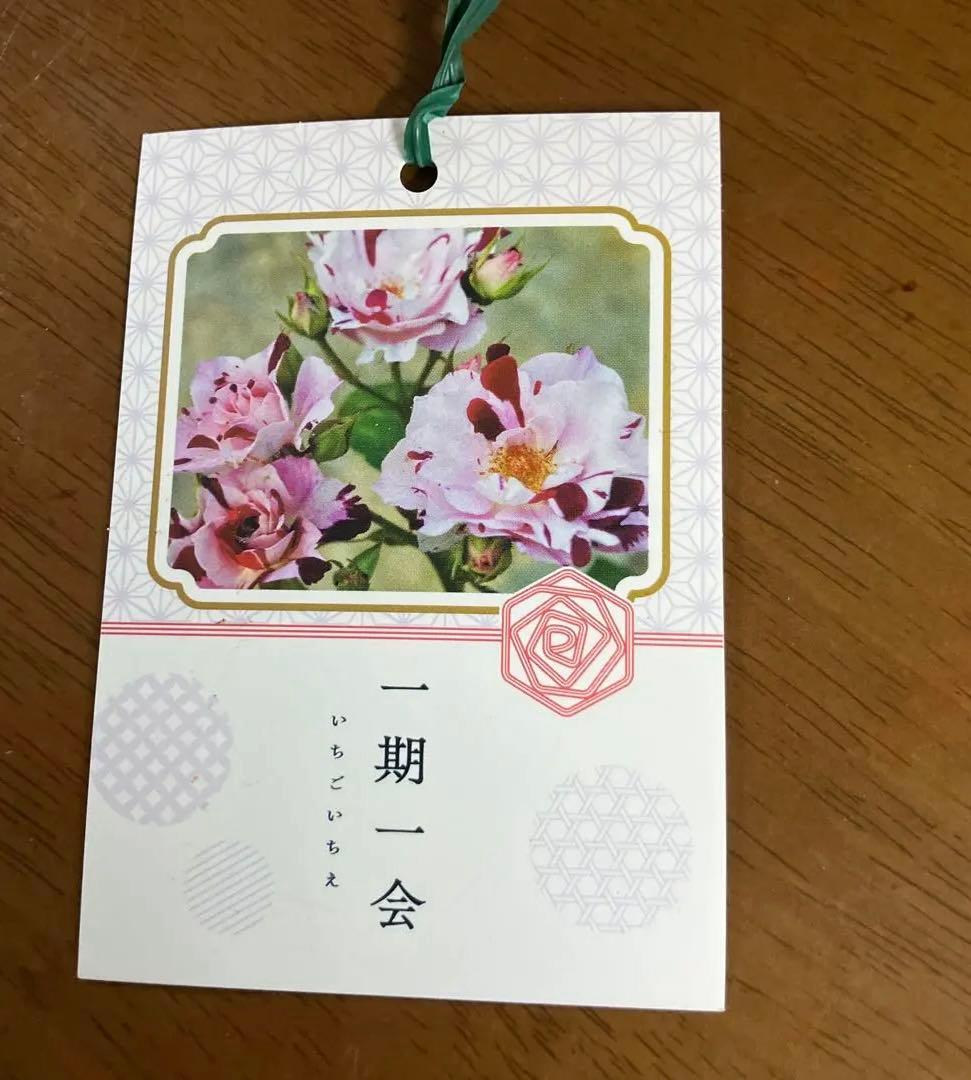 【レア薔薇】【ラベル付】【正規品】イチゴイチエ　一期一会