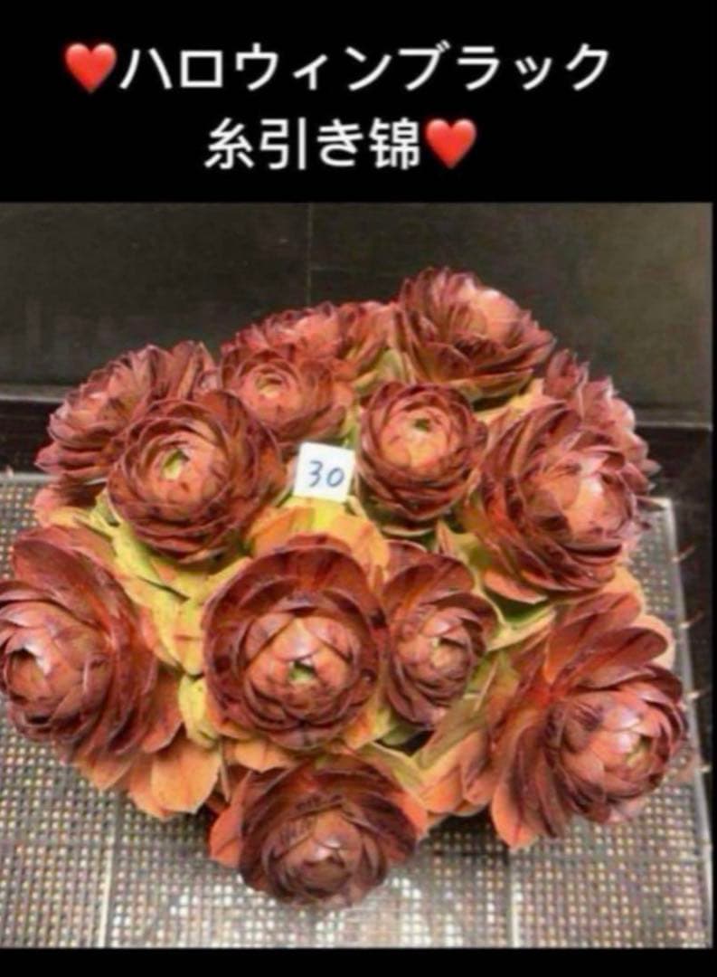 77#アエオニウム❤️ハロウィンブラック糸引き锦❤️1大頭2小頭2子芽16cm拨き苗