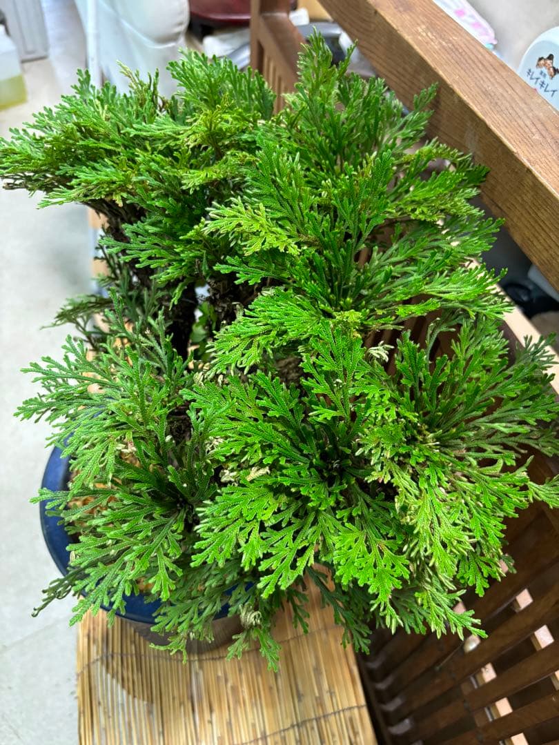 ❼金運UP イワヒバ １５首長最上株物 超多幹１５ ３０年以上物 激安