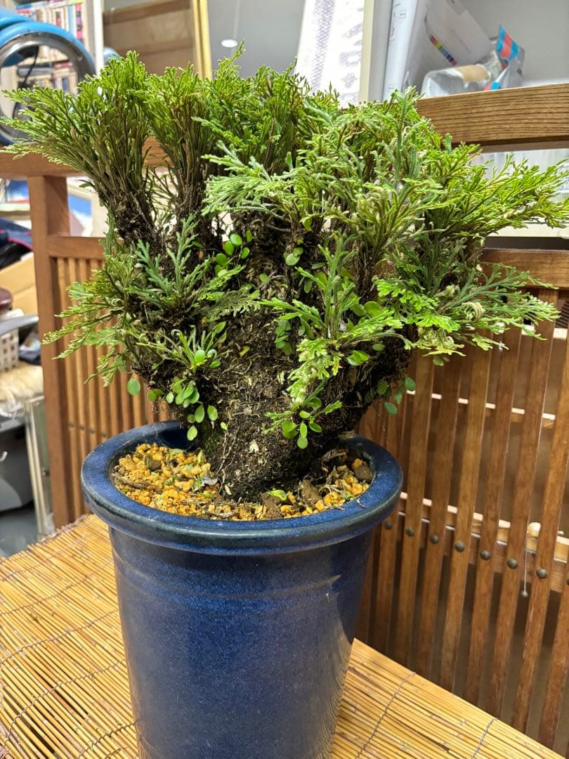 ❼金運UP イワヒバ １５首長最上株物 超多幹１５ ３０年以上物 激安