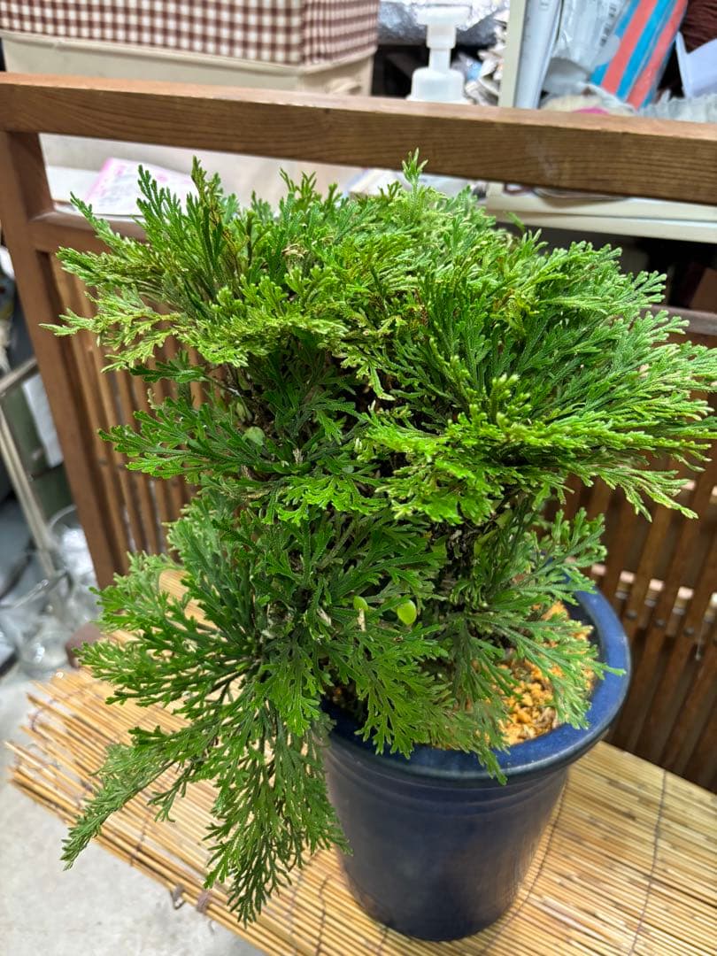 ❼金運UP イワヒバ １５首長最上株物 超多幹１５ ３０年以上物 激安