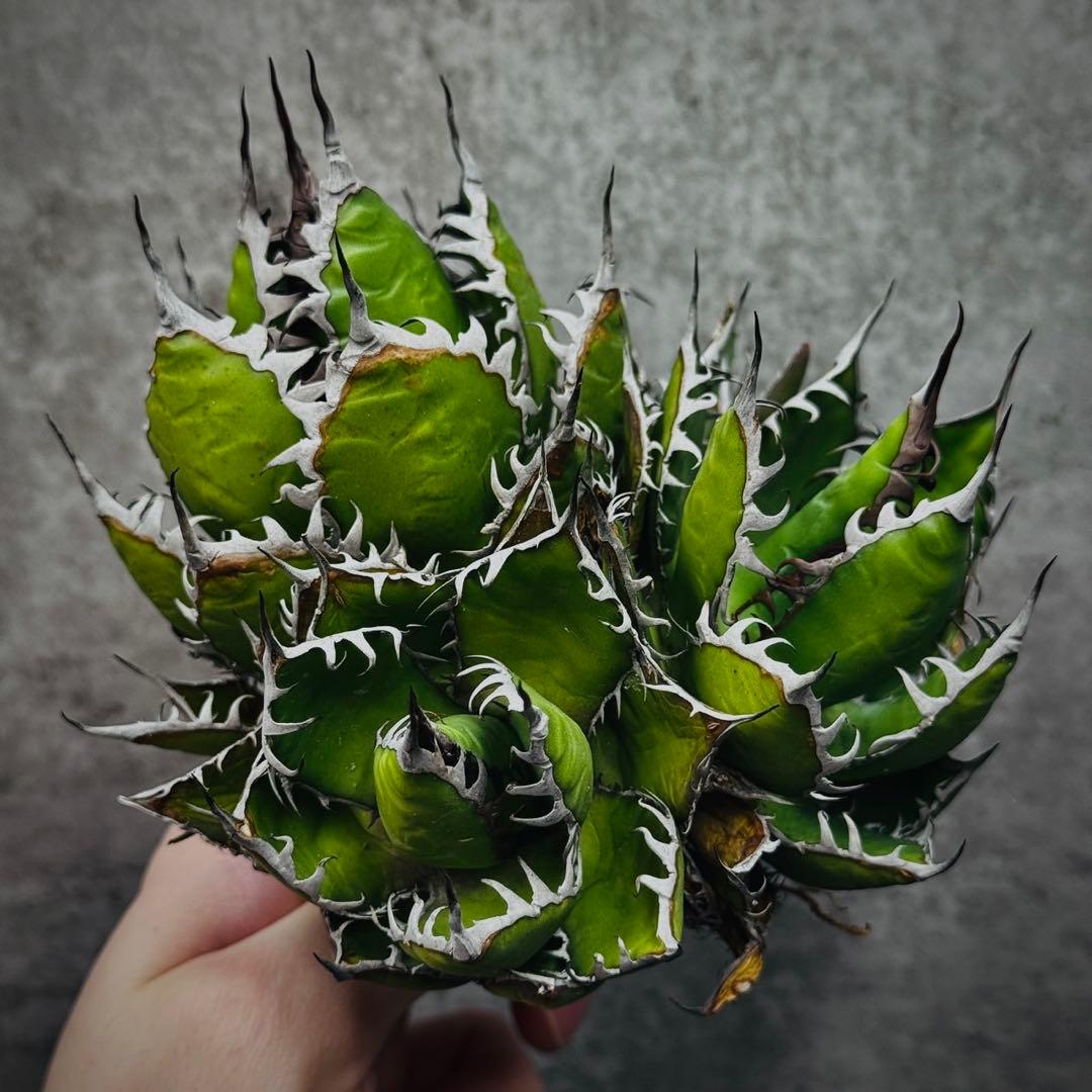 ノ*リ様 多肉植物・アガベ・チタノタ・ホリダ・極上強刺・三頭株