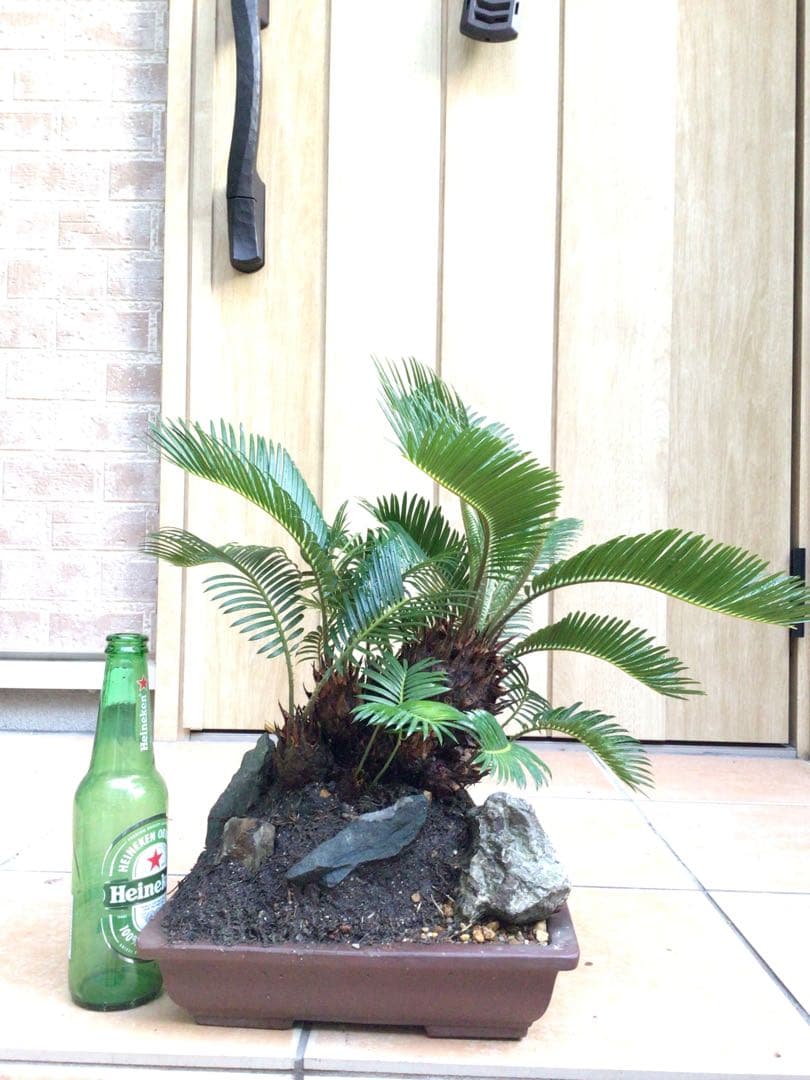 ソテツの盆栽