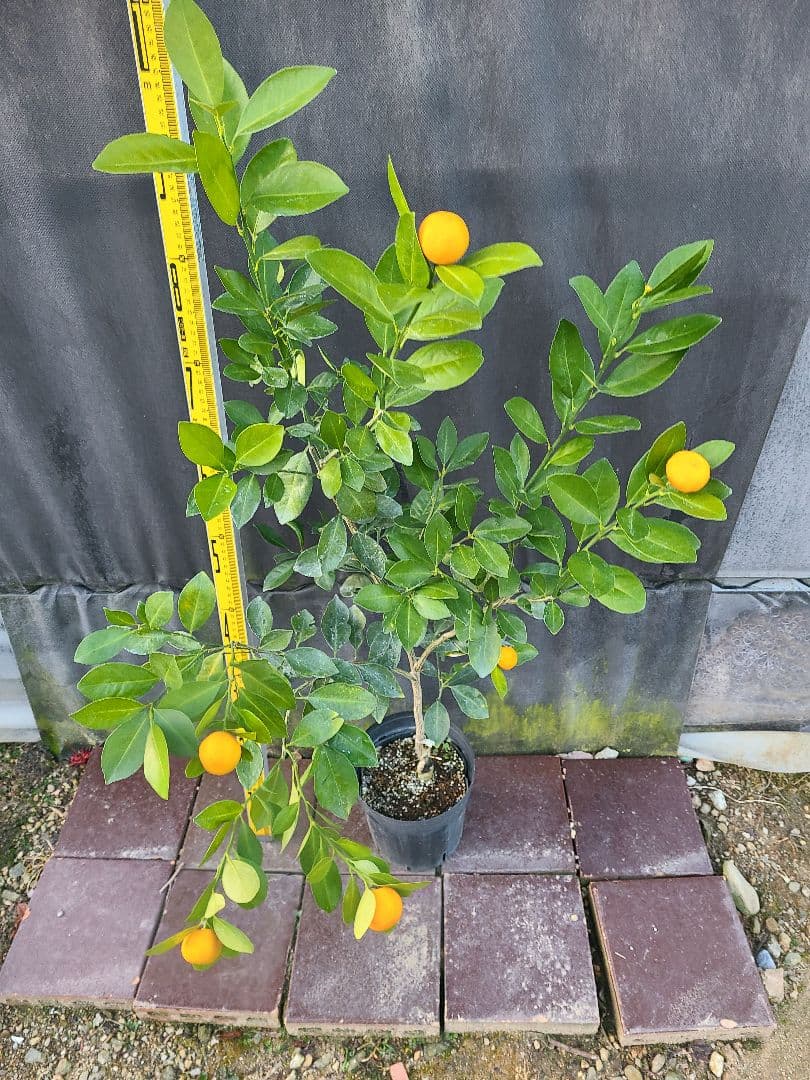 タチバナ（橘）実付き大株 5号P 接木3年生苗｜日本固有柑橘・耐寒性◎ 現品発送