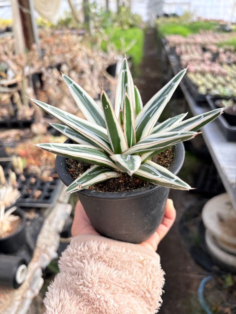 アガベ　氷山　鉢ごと　子株付き
