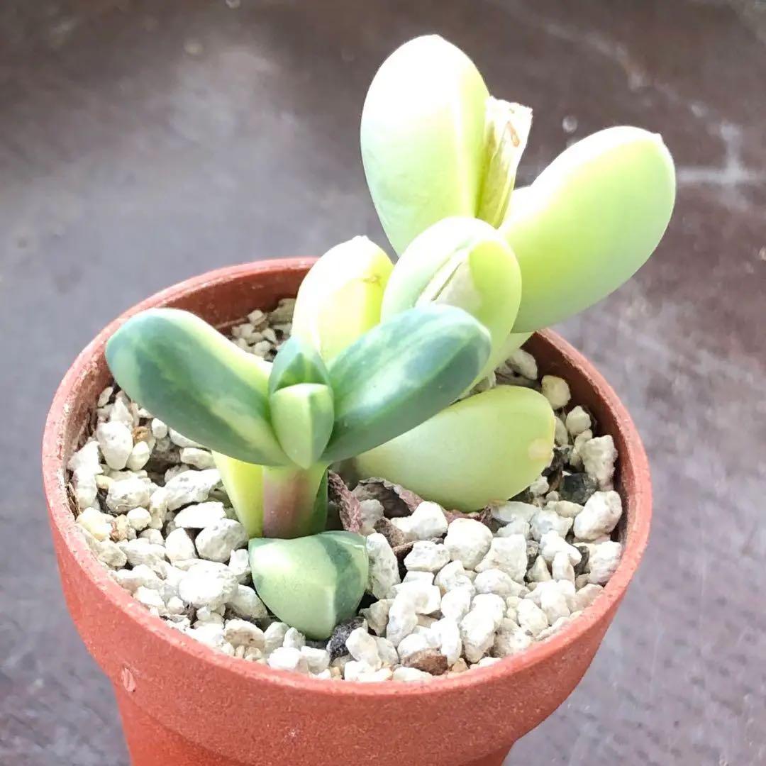 専用‼︎多肉植物^o^  レーマニー錦
