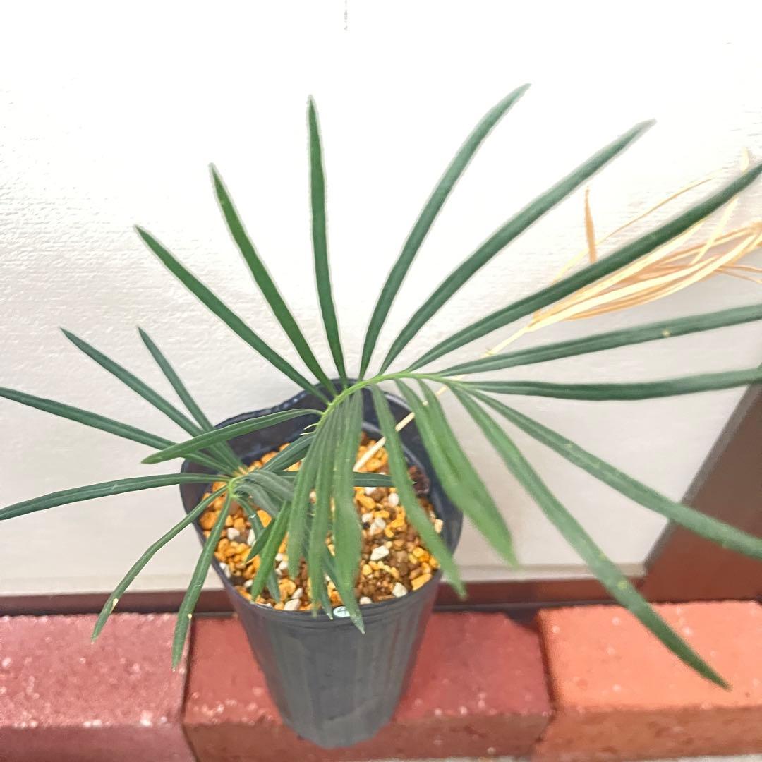 専用ご検討中【塊根植物】サイカス カイルンシアナ 国内実生 ソテツ 5株おまとめ
