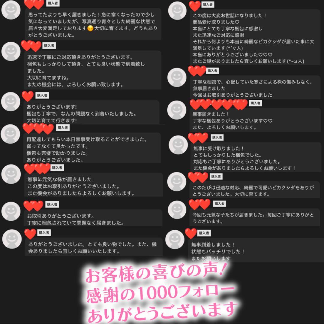 専用ご検討中【塊根植物】サイカス カイルンシアナ 国内実生 ソテツ 5株おまとめ