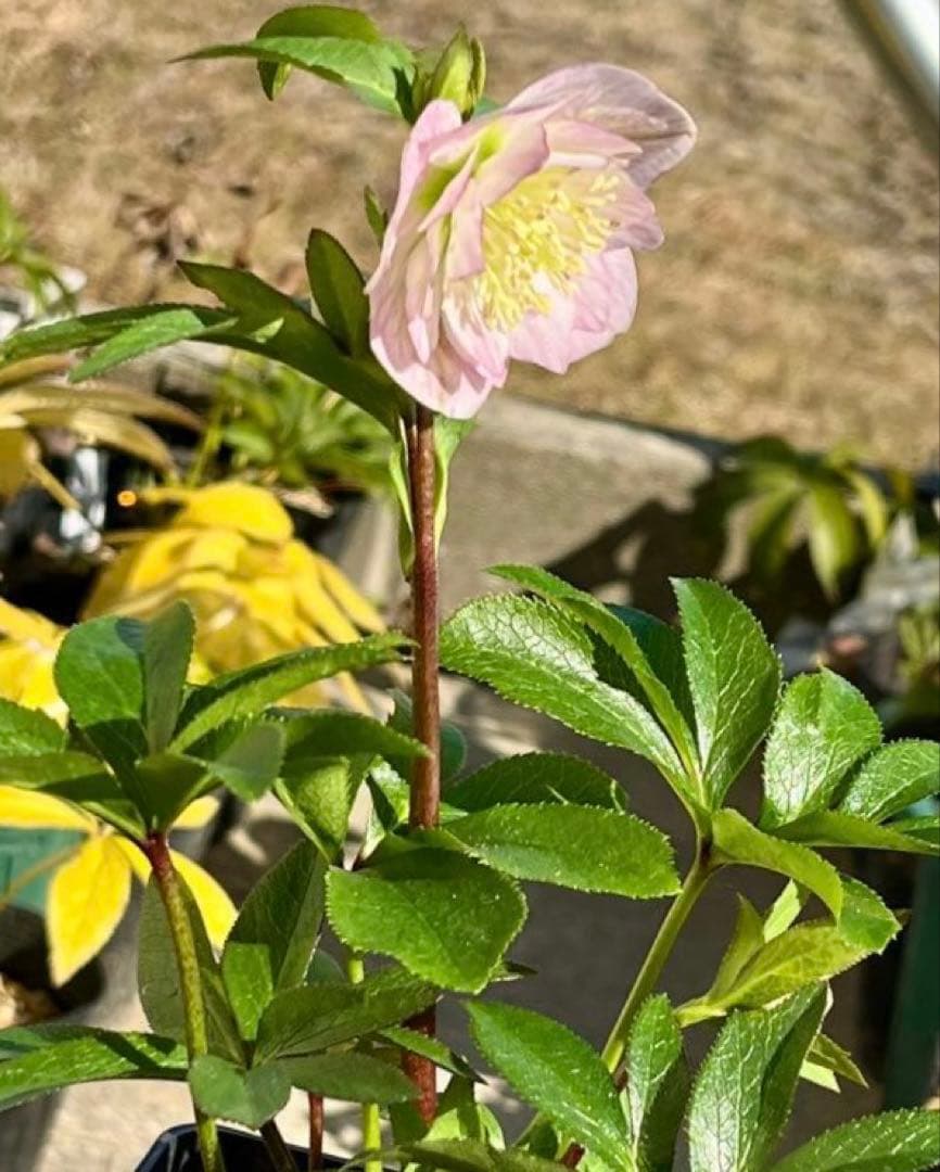 ヒ*イ様 ☘️蕾付き☘️3317⭐️小輪⭐️ペールピンクぼかし⭐️クリア美人⭐️