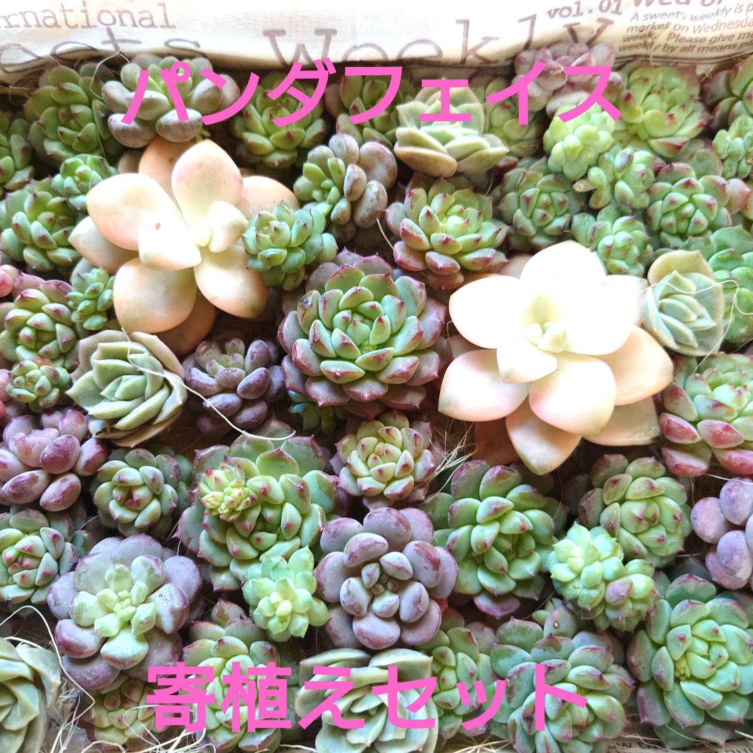 キットチャット✶発送は1/5以降様 リクエスト 2点 まとめ商品